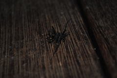 Corasoides australis