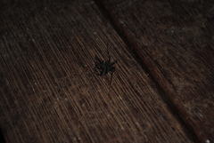 Corasoides australis