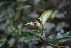 Dimidamus dimidiatus