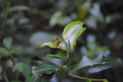 Dimidamus dimidiatus