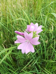 Malva moschata