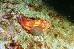 Minous trachycephalus