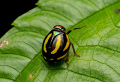 Hemisphaerius delectabilis