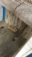 Apantesis virguncula