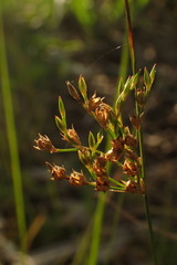 Juncus usitatus