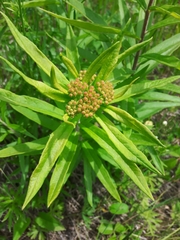 Asclepias tuberosa interior