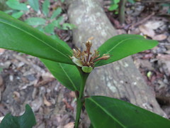 Phaleria octandra