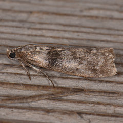 Sciota subfuscella