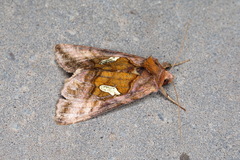 Autographa excelsa