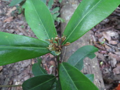 Phaleria octandra