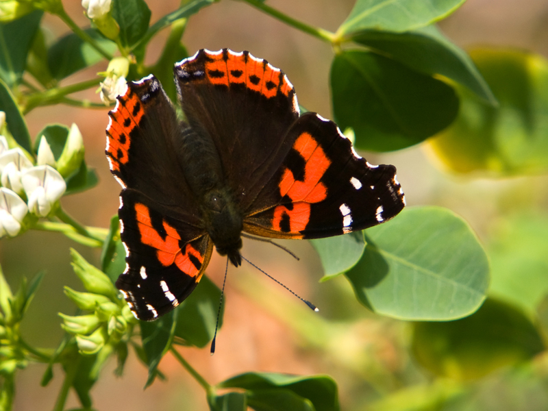 Canary Red Admiral