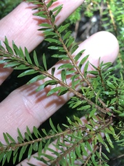 Melaleuca sieberi