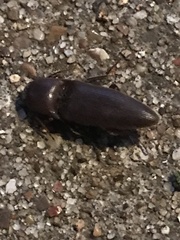 Diplostethus texanus