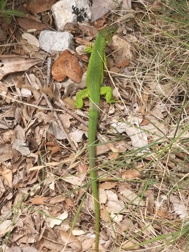 Western Green Lizard
