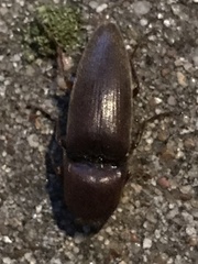 Diplostethus texanus