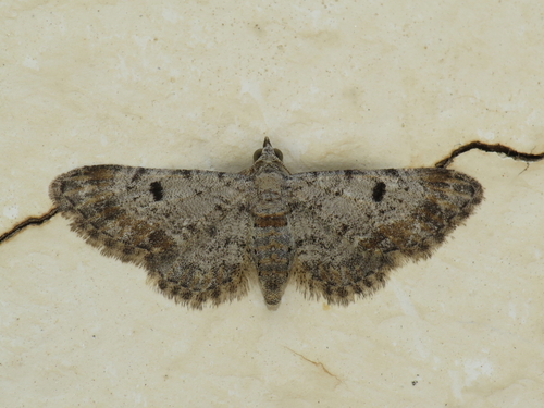 Eupithecia kueppersi
