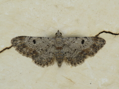 Eupithecia limbata