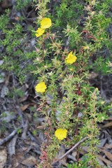 Hibbertia acuminata