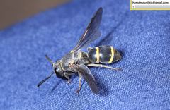 Euodynerus nipanicus nipanicus