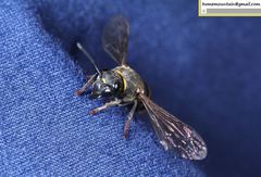 Euodynerus nipanicus nipanicus