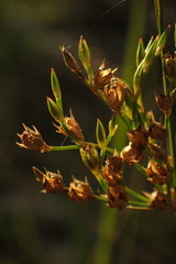 Juncus usitatus