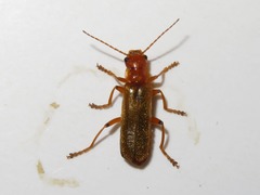 Cantharis cryptica