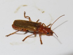 Cantharis cryptica