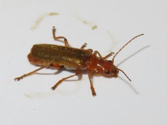 Cantharis cryptica