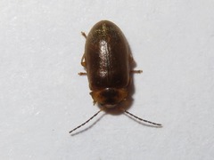 Microcara testacea