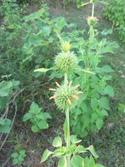 Leonotis nepetifolia nepetifolia