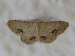 Idaea belemiata