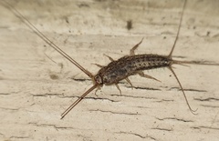 Ctenolepisma lineatum