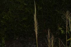 Capillipedium spicigerum