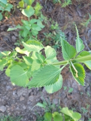 Leonotis nepetifolia nepetifolia