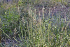 Capillipedium spicigerum