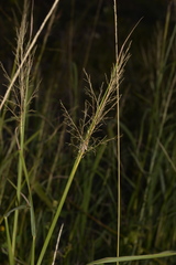 Capillipedium spicigerum