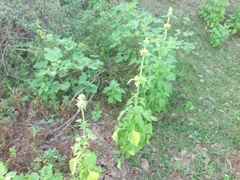 Leonotis nepetifolia nepetifolia
