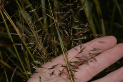 Capillipedium spicigerum