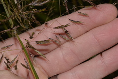 Capillipedium spicigerum