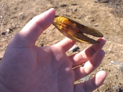 Anodontites trapesialis