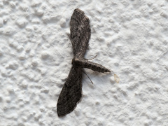 Idaea carvalhoi