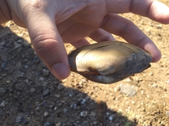 Anodontites trapesialis