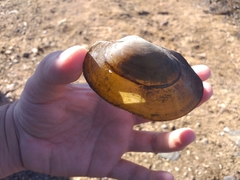 Anodontites trapesialis