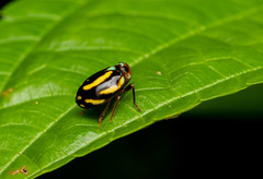 Hemisphaerius delectabilis