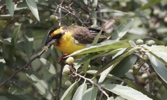 Pachyphantes superciliosus