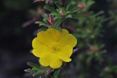 Hibbertia acuminata