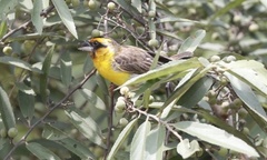 Pachyphantes superciliosus