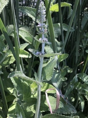 Stachys albens