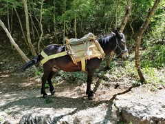 Equus asinus × caballus