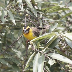 Pachyphantes superciliosus